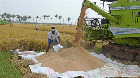 Samba Paddy Harvest Begins In Tiruchi The Hindu