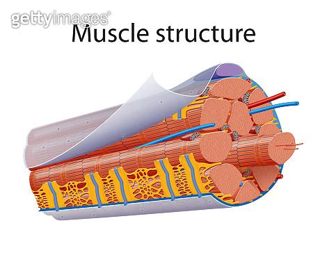 Illustration of Structure Skeletal Muscle Anatomy 이미지 (1400392798) - 게티 ...