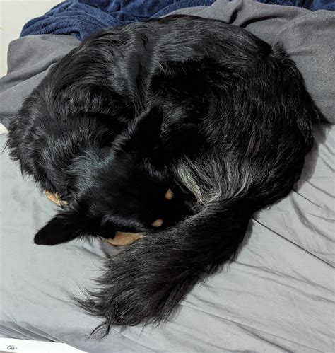 I always find her in the weirdest positions (bonus fox nap at the end