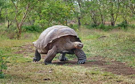 10 Wild Animals Found In Ecuador - WorldAtlas