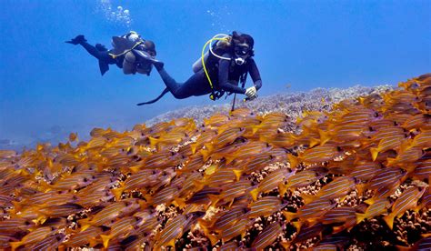 Les Conseils Pour D Buter Et Apprendre La Plong E Sous Marine