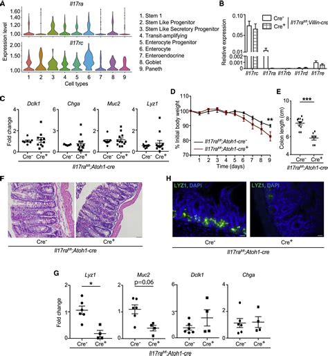 Il Ra Signaling In Lgr Intestinal Stem Cells Induces Expression Of