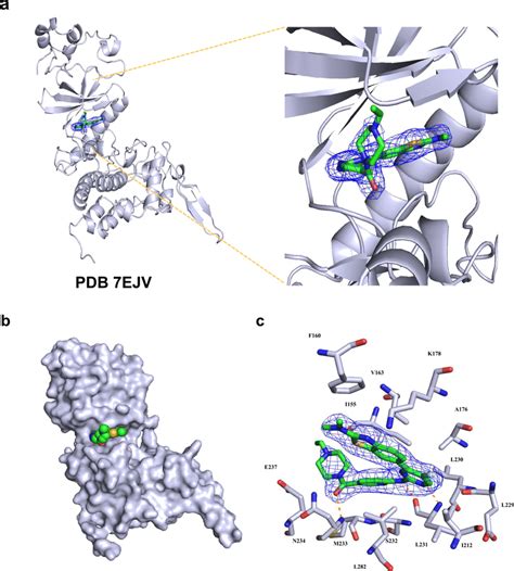 Co Crystal Structure Of Yk With Dyrk A The Fo Fc Omitted Map Is