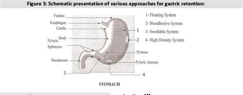 Figure 1 From REVIEW ON GASTRORETENTIVE DRUG DELIVERY SYSTEM