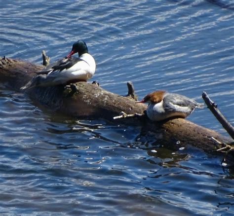 Common Merganser From Donahue Sea Caves Burlington VT 05408 USA On