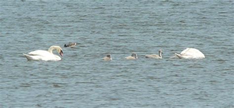 H Ckerschwan Mit K Ken H Ckerschwan Cygnus Olor C Eric Flickr