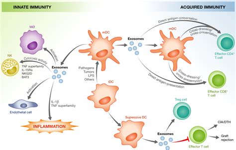 Exosomes And Other Extracellular Vesicles In Host Pathogen Interactions