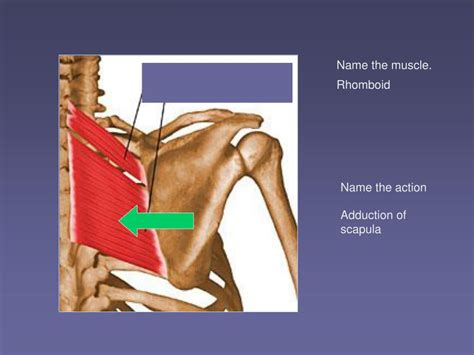 PPT - Acromion P. PowerPoint Presentation, free download - ID:504868