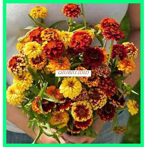 Jual Benih Bibit Tanaman Benih Bibit Bunga Zinnia Persian Carpet Mix