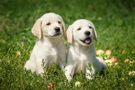 Labrador Retriever Puppies for Sale in UK: Breeders List – Dogster