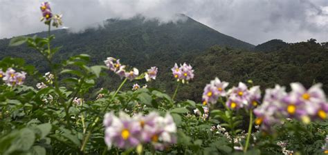 volcanoes-national-park-rwanda | Volcanoes National Park Rwanda