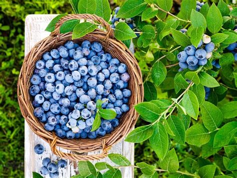 10 Easy Tips For Growing Blueberries Farmers Almanac Plan Your