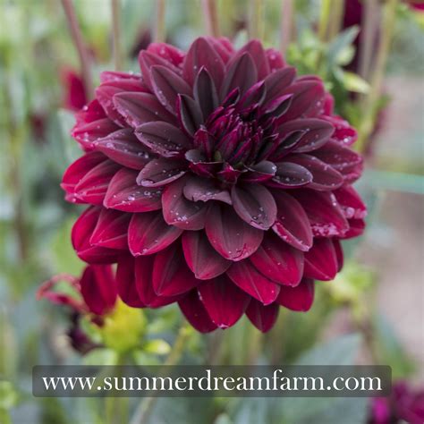 Dahlia - Arabian Night — Dahlia | SummerDreamsFarm