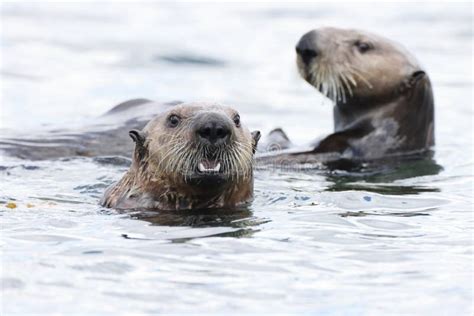 Nutria Marina Enhydra Lutris Vancouver Isla Colonia British Canada Foto