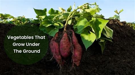 Vegetables Food Crops That Grow Under The Ground Soil EmbraceGardening