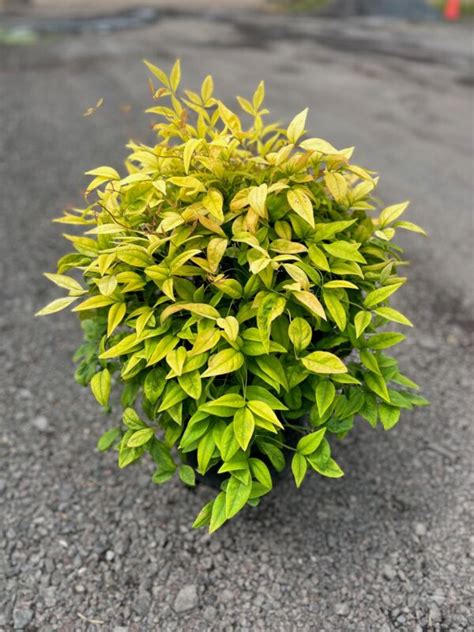 Nandina D Firepower Heavenly Firepower Bamboo Feeney S Wholesale