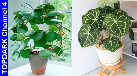 12 Plantas Con Hojas En Forma De Corazón Youtube