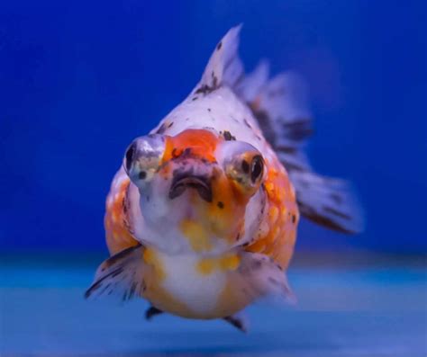 Calico Goldfish (Carassius auratus) Care Sheet & Information