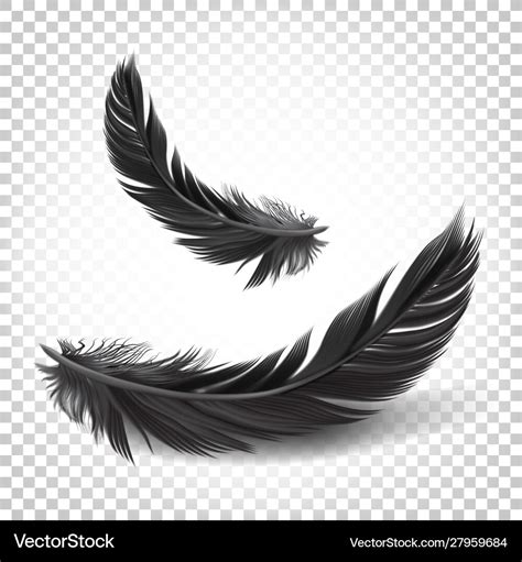 Black Feathers On White Transparent Background Vector Image