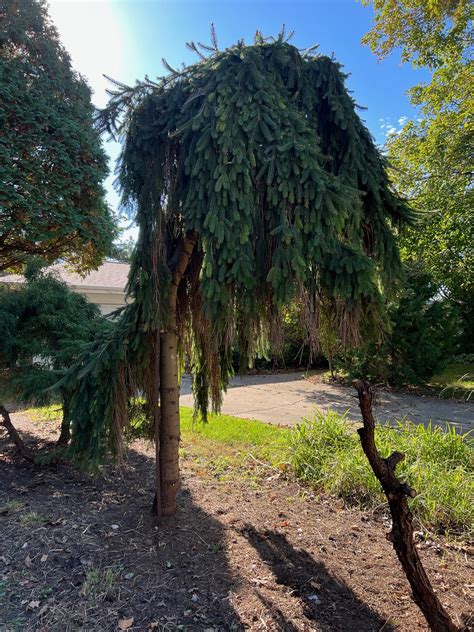 Weeping Norway Spruce | Elegant, Cascading Branches