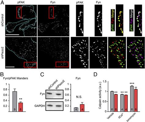 Fyn Localization And Calpain Activity Is Altered In BrM2 ShPiezo2