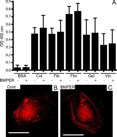 Bmper Is An Endothelial Cell Regulator And Controls Bone Morphogenetic