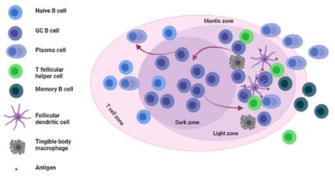 Architecture and main cellular components of the germinal center. The ...