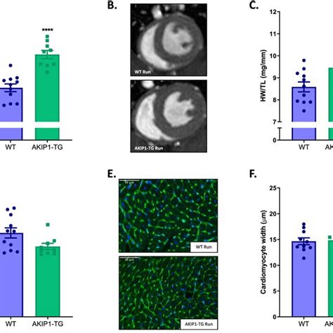 Cardiac Hypertrophy Parameters And Cardiomyocyte Size After Voluntary