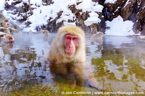 Japanese Macaque 10 Photo, Picture, Print | Cornforth Images