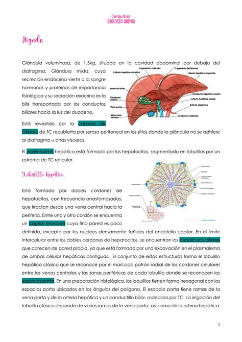 Solution Gl Ndulas Anexas Del Sistema Digestivo Studypool