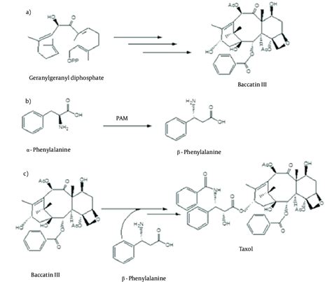 Taxol Biosynthesis Pathway | Download Scientific Diagram