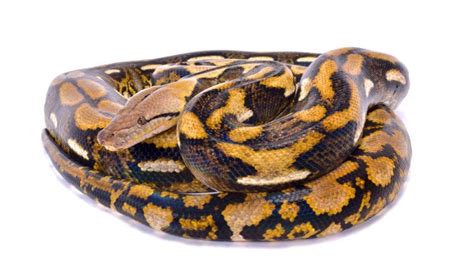 Reticulated Python Care Guide - SnakeTracks.com