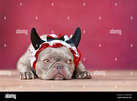 Cute French Bulldog Dog Wearing Red Devil Horn Headband With Ribbon In