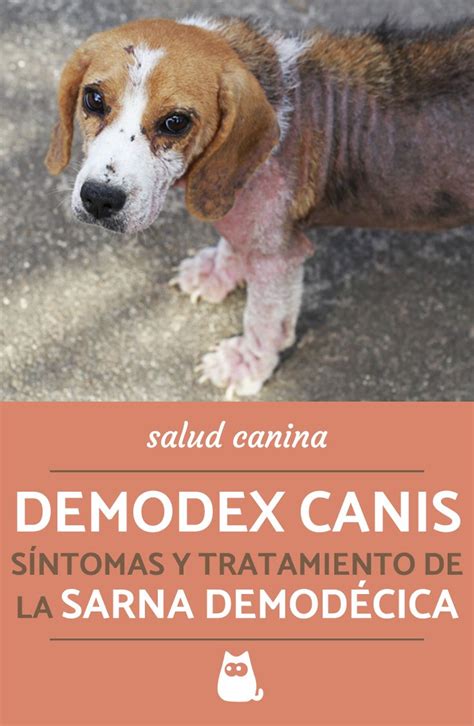 Descubre Los S Ntomas De La Sarna Demod Cica En Perros Por Qu Se