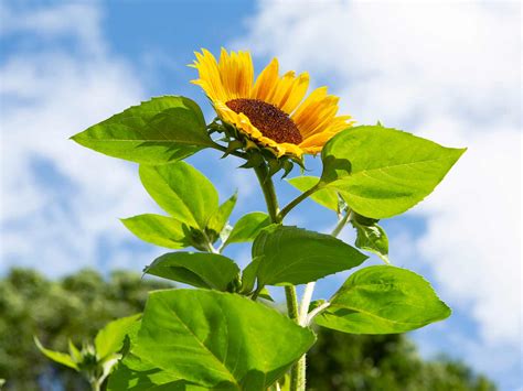 Images Of Sunflower Plant