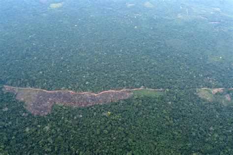 Colombia séptimo país con mayor pérdida de bosque primario en el mundo