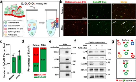 Untouched enrichment of natural tumour‐cell‐derived extracellular ... 