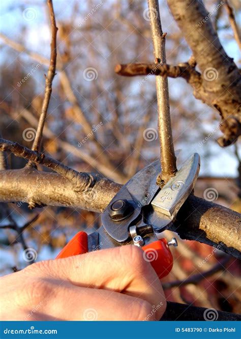 machine to cut tree 9