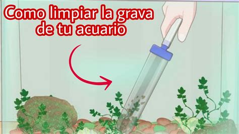 Como Limpiar La Grava De Tu Acuario Video Corto Feliz Navidad 🎄