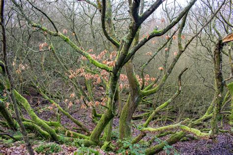 Free Images Tree Nature Forest Outdoor Branch Wood Leaf Flower