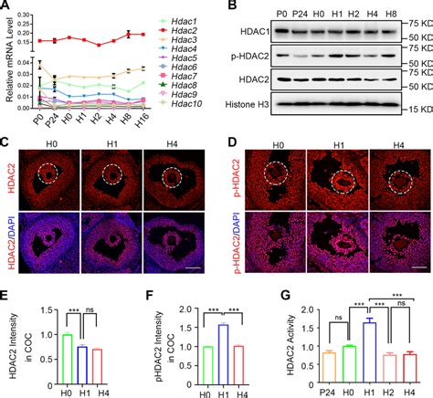 The Expression And Activity Of HDAC2 At The Initial Stage Of Ovulation