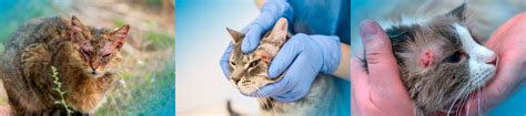 Sarna De Gato Pega Em Humanos - Gato com sarna: como identificar, tratar e prevenir - WeVets