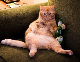 Funny Animals: Funny Cat Drinking Beer 2013