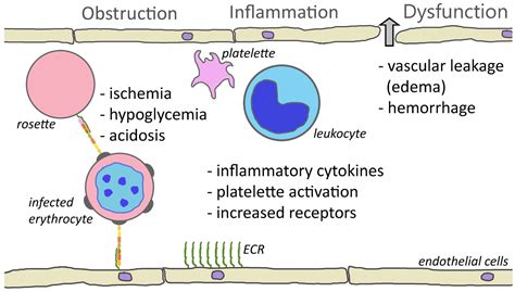 Knobs, Adhesion, and Severe Falciparum Malaria