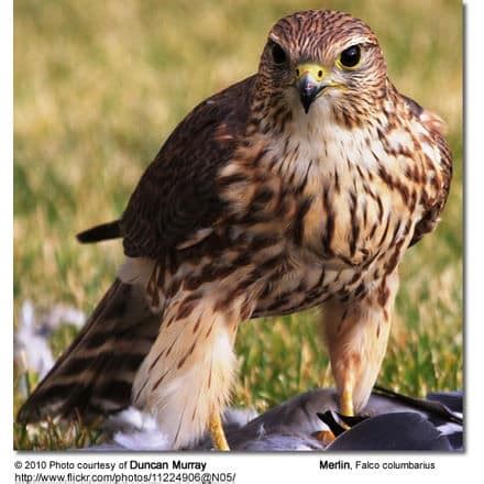 Merlins (Falco columbarius) Information | Earth Life