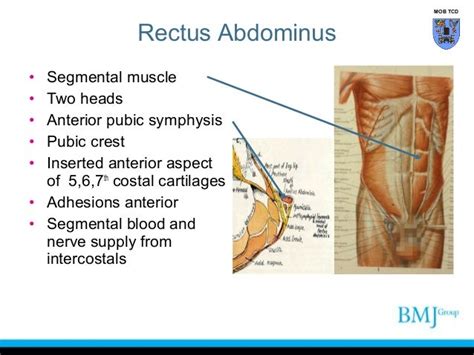 Anatomy Of Groin