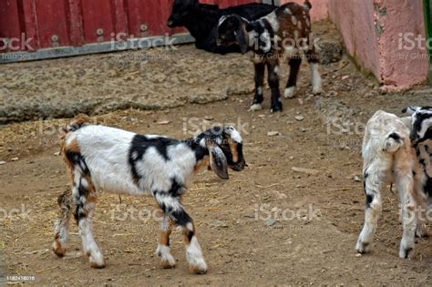 Goat Farm Stock Photo Download Image Now Animal Brown Copy Space