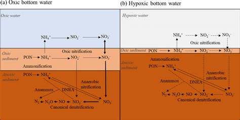 Simplified Nitrogen Cycling In Marine Sediments When The Bottom Water