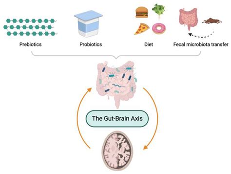 Ijms Free Full Text Gut Microbiota And Alzheimers Disease How To