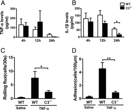 TNF α has a synergistic effect with C3 on the induction of leukocyte